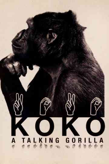 Koko A Talking Gorilla