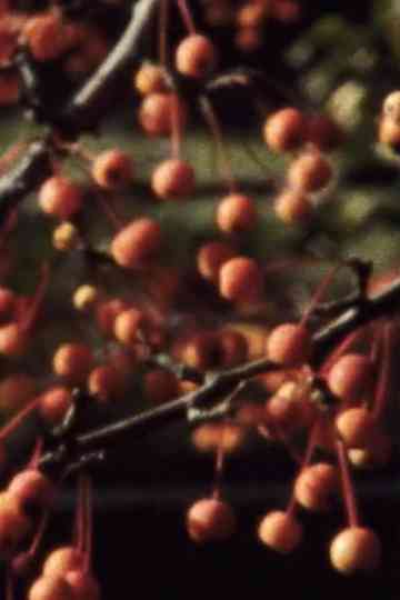 Five Year Diary Reel 47 I Thought the Film Would End October 21November 2 1986 Poster