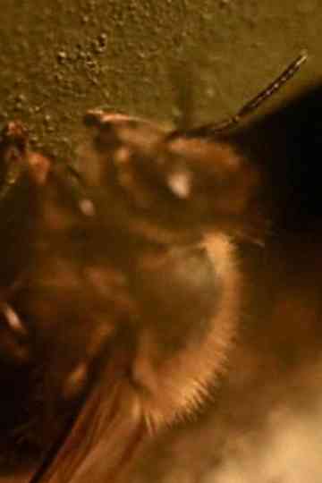 Sweet Rhythms Poster