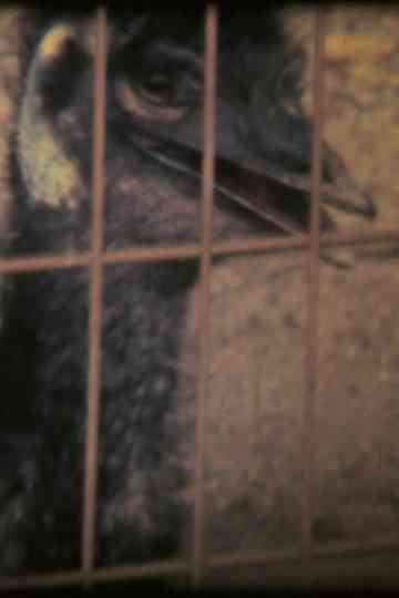 On the collinear and reflected on the water Poster