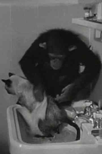 Animals in Action Poster