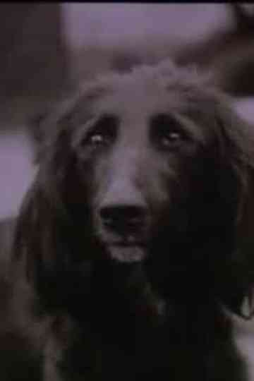 The Dog Was Running Poster