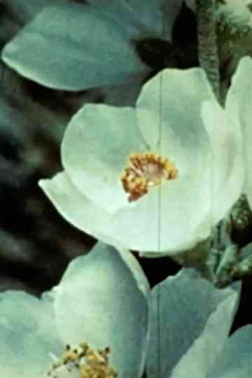 I Began to Wish Poster