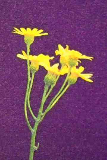 From Ally To Accomplice Poster