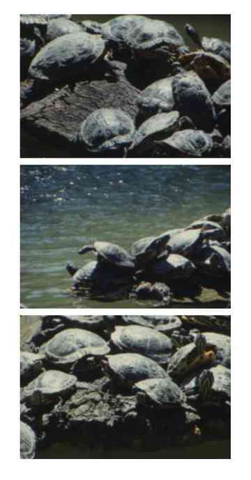 Tartarughe d’acqua Poster