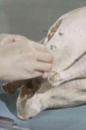 Lets Talk Turkey Poster