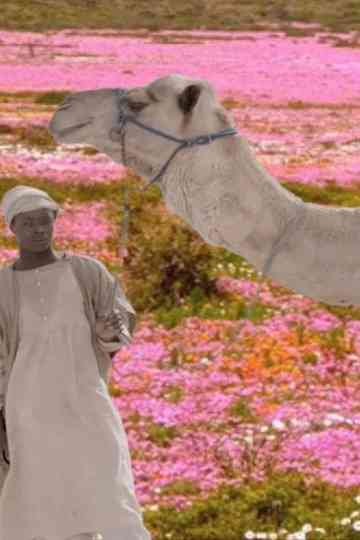 The Future Was Desert Poster