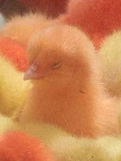 Ether Reveries (Suite for Thérèse Rivière no.2) Poster