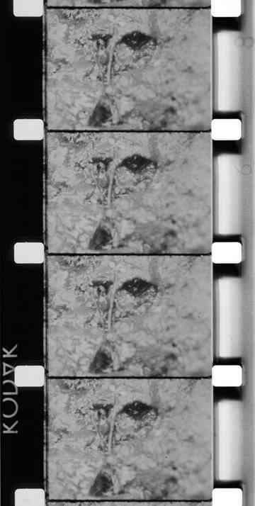 La Source de la Loire Poster