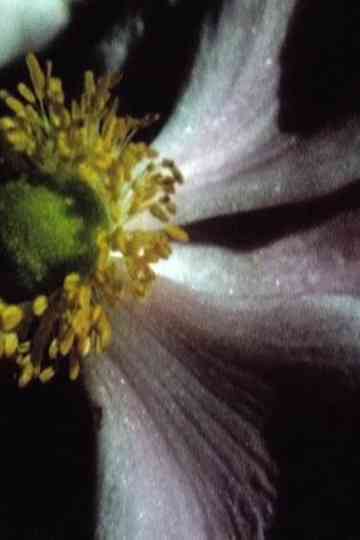 Jardin d'été Poster