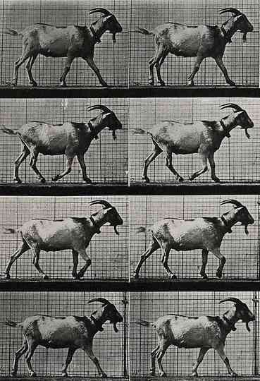 Goat Walking Poster