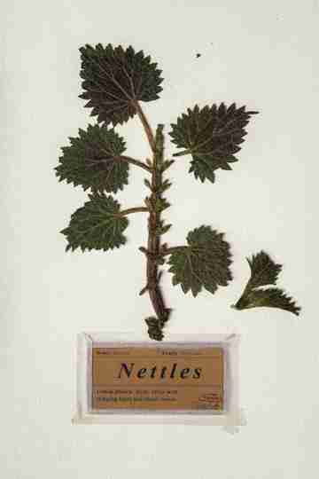 Nettles Poster