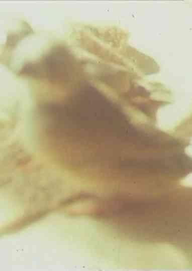 Ich hasse ich liebe Film Poster