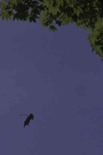 A Leaf Is the Sea Is a Theater poster