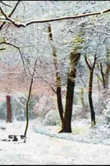 In the Nature of Things Poster