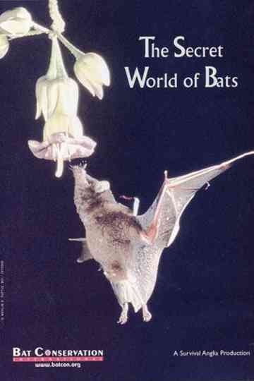 The Secret World Of Bats Poster