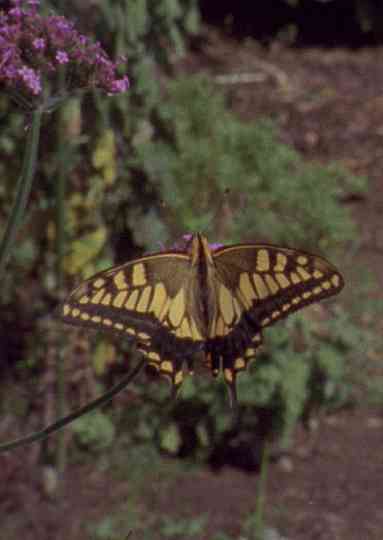 Atomic Garden Poster