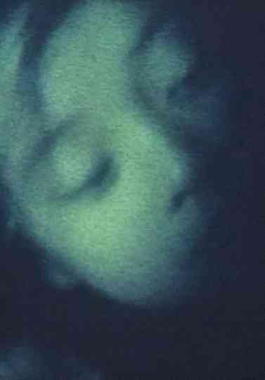 Dogs Ornaments Poster