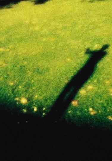 Im Nachmittagslicht Poster