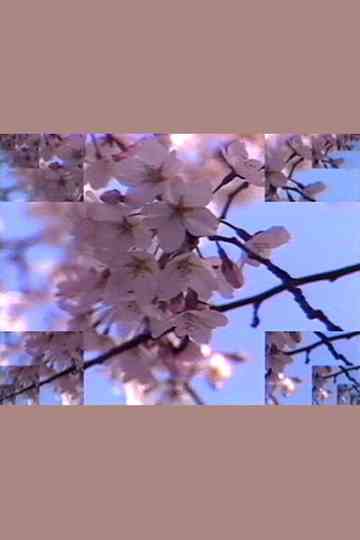 Rock Video Cherry Blossom Poster