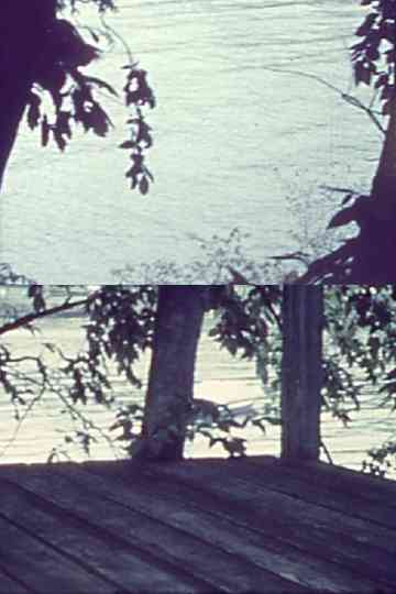 Silently Bearing Totem of a Bird Poster