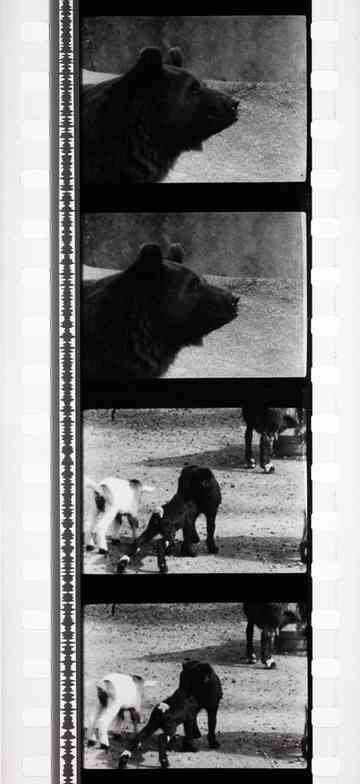 Tant qu'il y aura des bêtes Poster