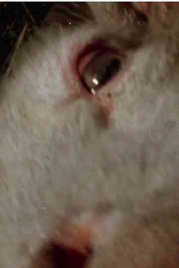 White Cassandra Poster