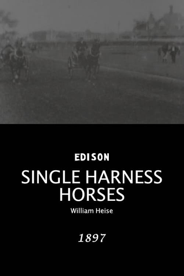 Single harness horses