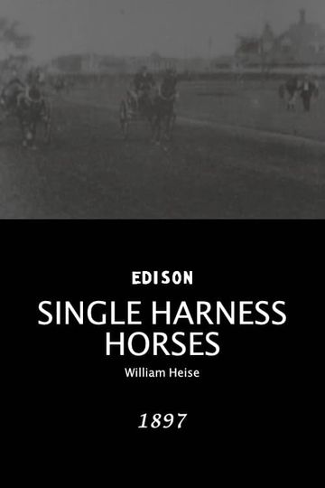 Single Harness Horses