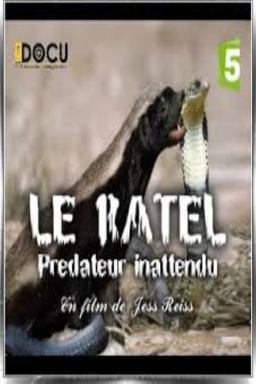 Le ratel prédateur inattendu