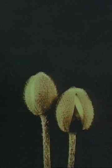 Linnaeus Flower Clock Poster