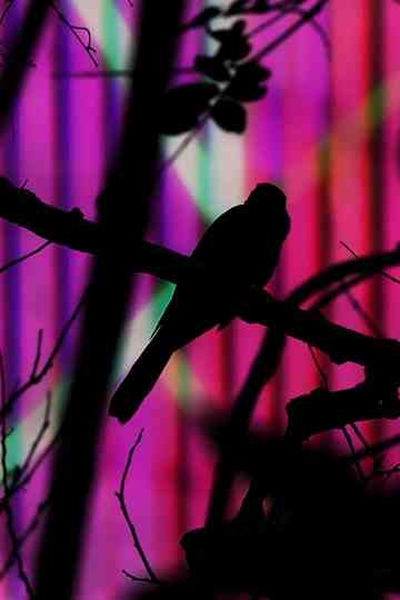 The Pearl of Tailorbird Poster