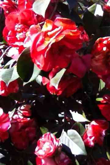 Infinites of resistance to division Poster