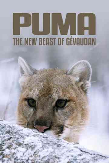 Cougar: On the Trail of the Ghost Cat Poster