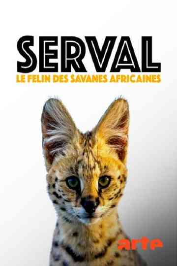Servale  Afrikas unbekannte Katzen Poster