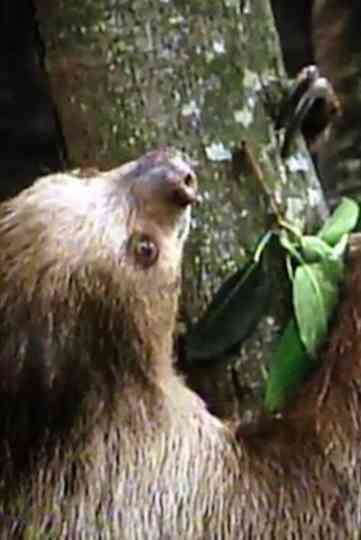 The Glass Ark Poster