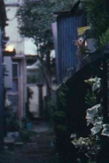 Cat on the tin roof Poster