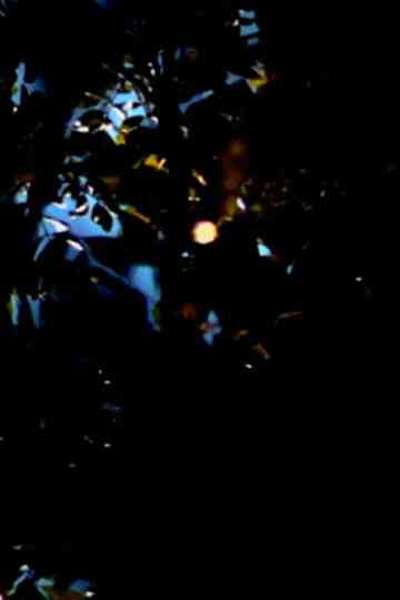 everyday star Poster