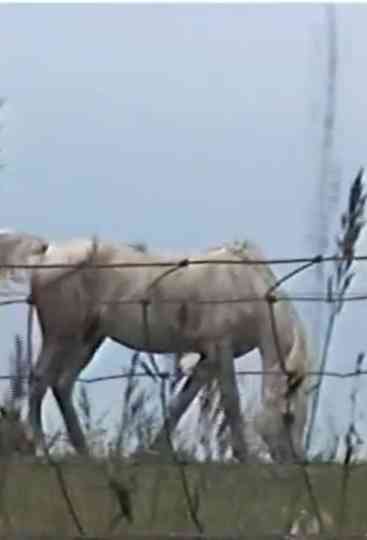 Small Sleepy Driver And The Fountain of Blood Poster