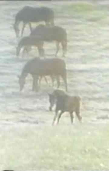 The Secret History Poster