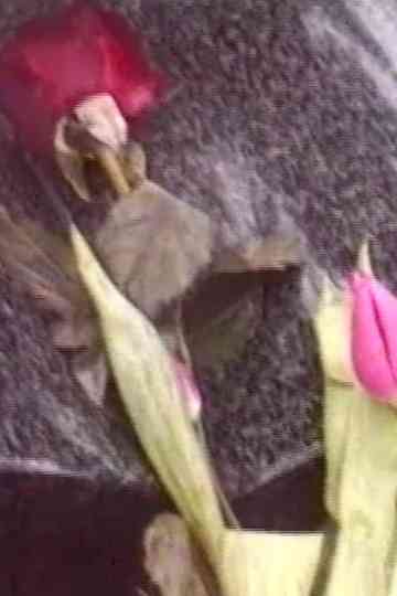 Normalität 110 Poster