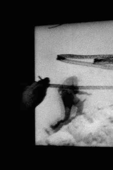 O, Persecuted Poster