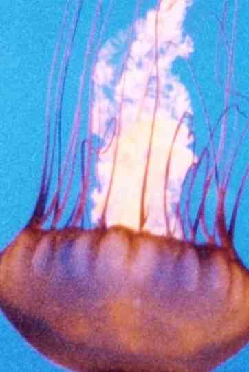 WindWaterWings poster