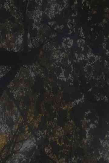 Not as Old as the Trees Poster