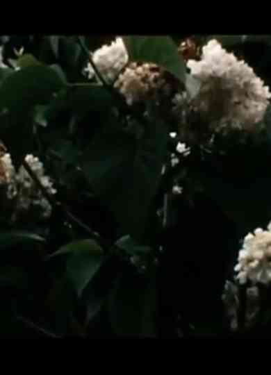 Le bruit du temps Messaoud Poster