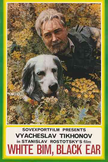 White Bim Black Ear Poster