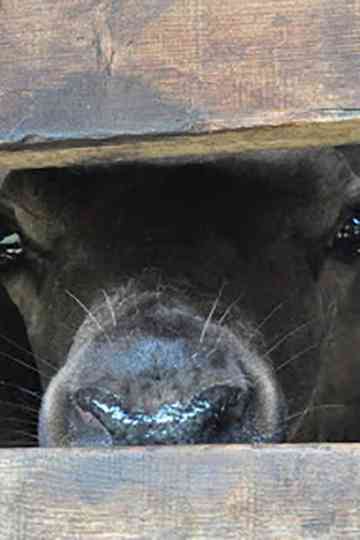The Season When Velvet Antlers Get Ripe Poster