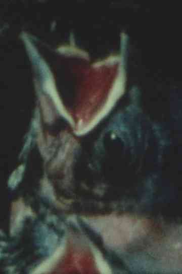 Anything is Everything Poster