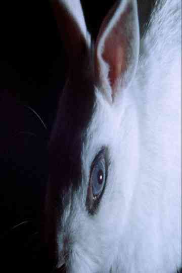 Cheshire Smile poster