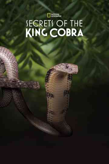 Secrets of the King Cobra Poster